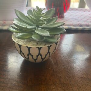Elegant Green Succulent in Black and White Planter
